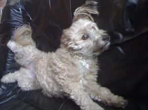 Noisette dans le canap&eacute;