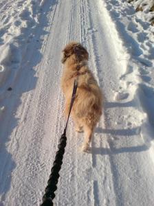 Noisette en promenade...