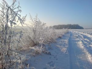 Le petit bois au loin
