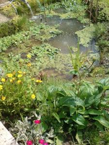 Mon petit étang côté ouest