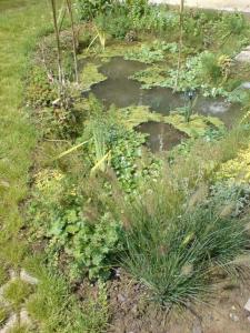 Mon petit étang côté est
