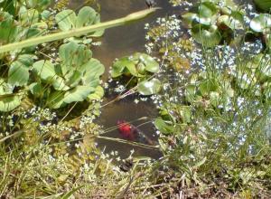 Un des petits poissons, un papa heureux...